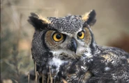 Great horned owl 3.jpg (353 KB)