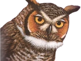 St. Aegolius Academy for Orphaned Owls (Books)