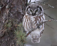 Artuso Boreal+Owl+1