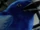 Blue Bird