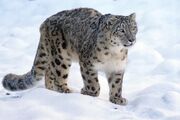 Snowleopard