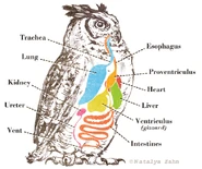 An owl's digestive system (Gizzard in yellow)