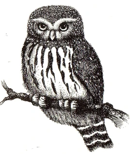 Примула нем