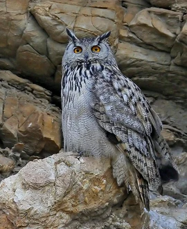 Eurasian eagle owl sarwan
