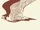 Glynnis (Peregrine Falcon)