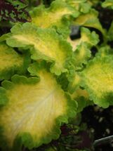 Herb-lyssop