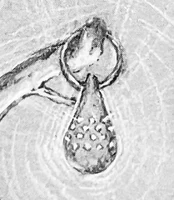 Hoole's container for the Ember of Hoole