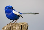 White-winged Fairywren