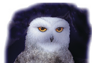 Blue Owls | Guardians of Ga'Hoole Wiki | Fandom