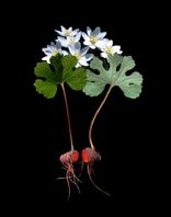 Bloodroot-flowers