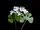 Bloodroot