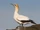 Gannet