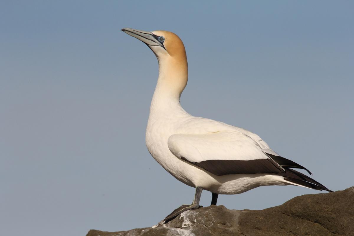 The bird that caused Gannet to change its scientific name