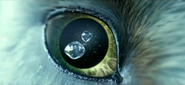 Eye of the Owl
