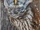 Barred Owls