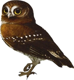 Концепт-арт Гильфи