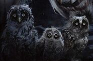 Moonblinked owlets in the movie's art book