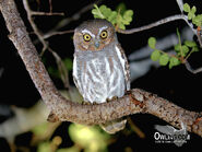 Elf-owl1