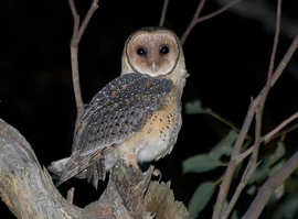Masked owl richard jackson-3