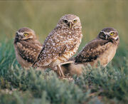 3burrowingowls