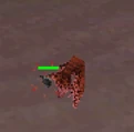 Shard stunned by a vampire bat