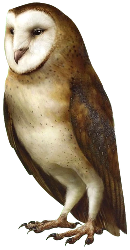 Noctus noback