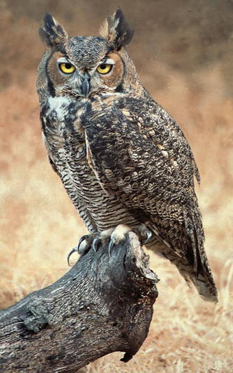 Great Horned Owl Guardians Of Ga Hoole Wiki Fandom