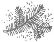 Pagebreaker of pine needles.