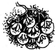 Pagebreaker of milkberries.