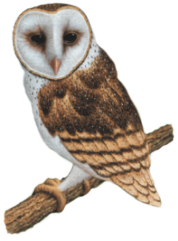 Legend of the Guardians: The Owls of Ga'Hoole (video game) - Wikipedia