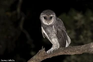 Greater Sooty Owl