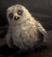 Moonblinked owlet