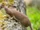 Ermine