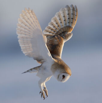 44 Best Pictures Barn Owl Tail - The Barn Owl Has Just Eaten A Rat And The Tail Is In Its Mouth Stock Photo Image Of Bird Bill 175915082