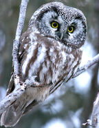 Boreal owl