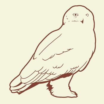 MaleSnowyOwl-sil