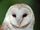 Barn Owls