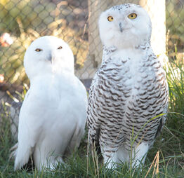 Snowy Owls | Guardians of Ga’Hoole Wiki | Fandom