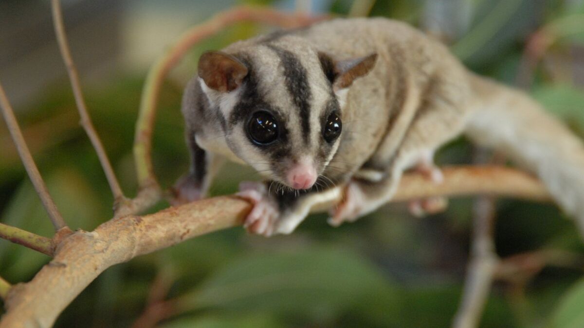 Sugar Glider Guardians of Ga’Hoole Wiki Fandom