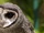 Greater Sooty Owl