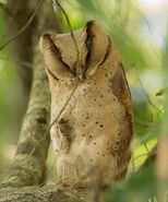 Ceylon bay owl