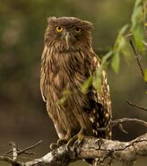 Brown Fish Owl