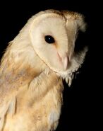 Barn Owl