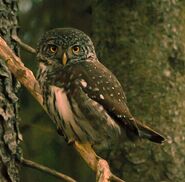 Pygmy Owl