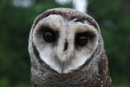 Sooty Owl