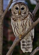 Barred Owl, Charlotte, NC