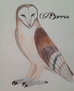 Borrus