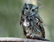 Eastern Screech Owl (gray)