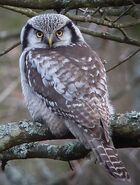 Northern Hawk Owl