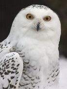 Snowy-owl-731203